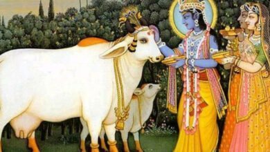 krishna bhagwan cows sanatan